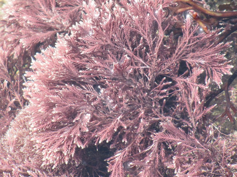 Corallina officinalis L., 1758