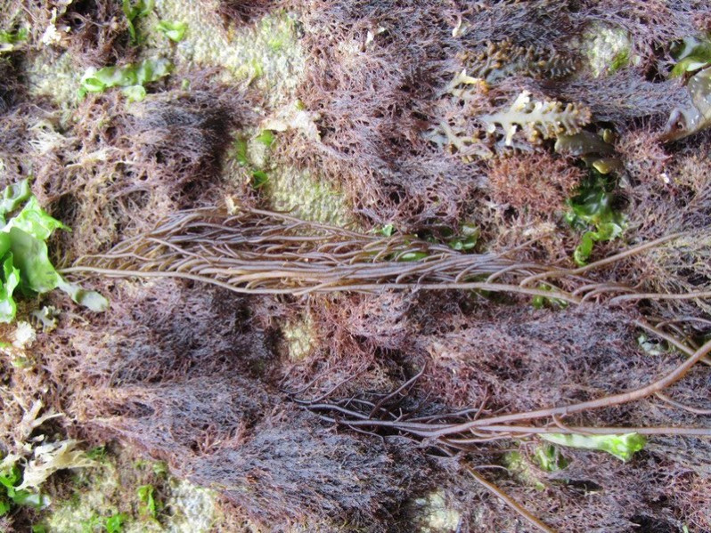 Agarophyton vermiculophyllum (Ohmi) Gurgel, J.N.Norris & Fredericq, 2018