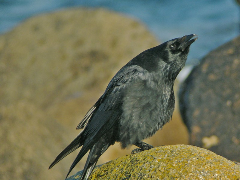 Corvus corone adulte