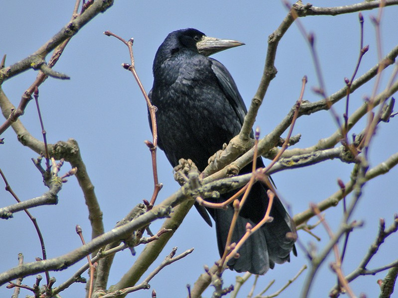 Corvus frugilegus adulte