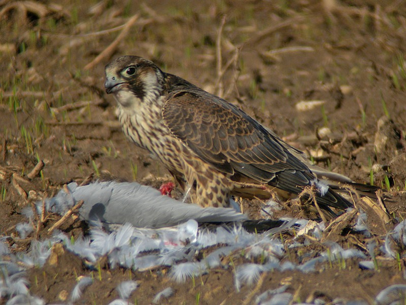 Falco peregrinus adulte