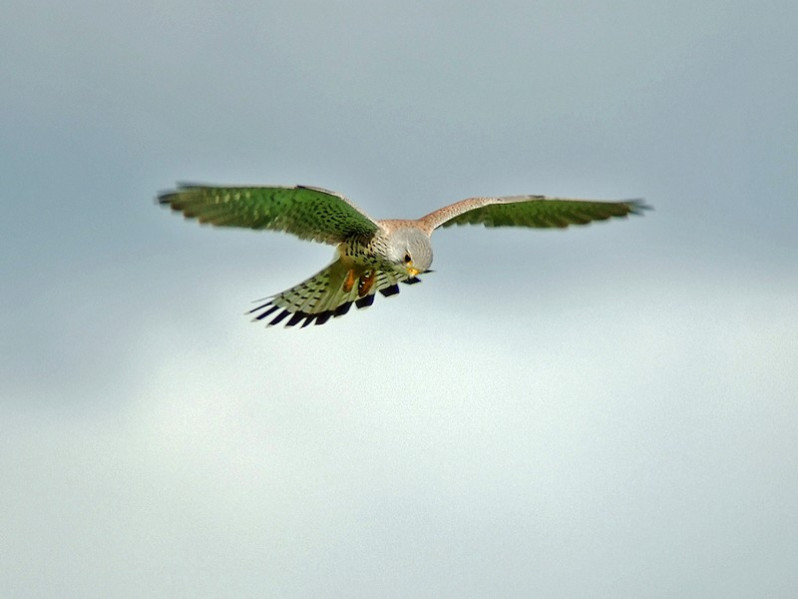 Falco tinnunculus adulte