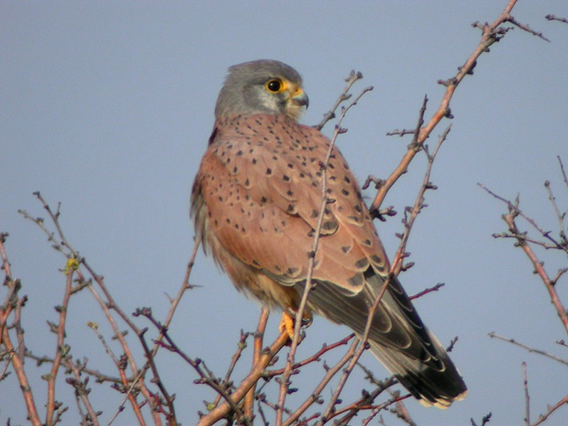Falco tinnunculus adulte