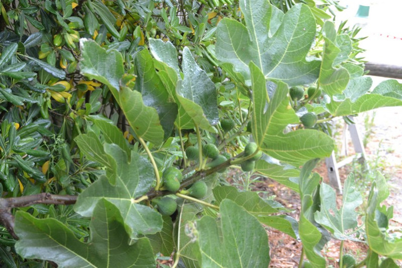 Ficus carica L., 1753