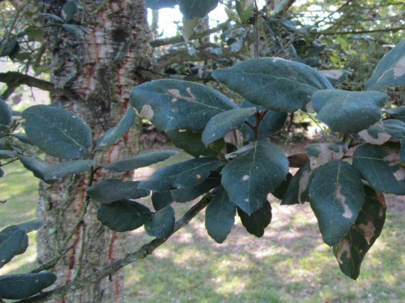 Quercus suber L., 1753