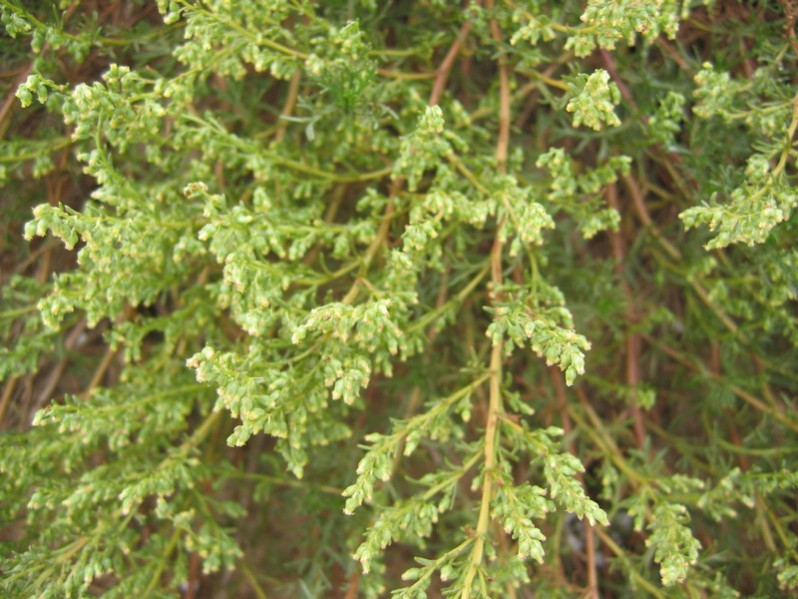 Artemisia campestris L., 1753
