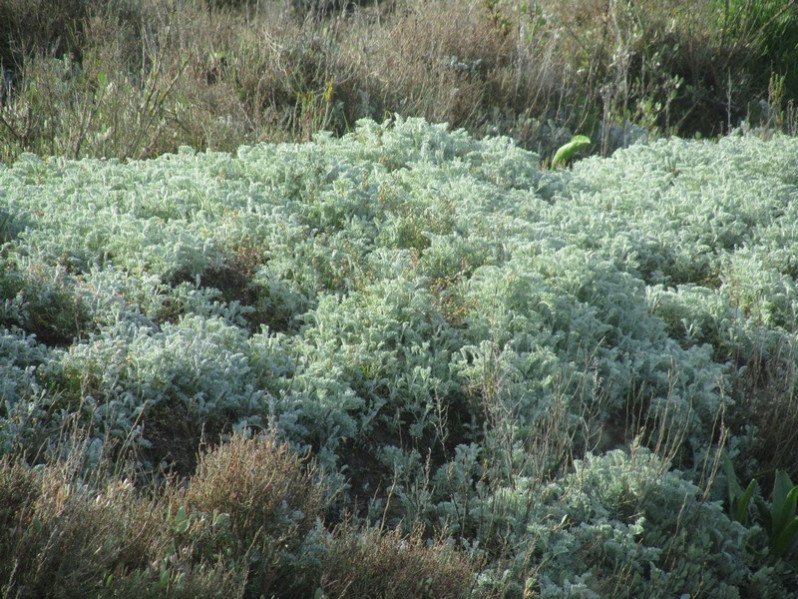 Artemisia maritima L., 1753