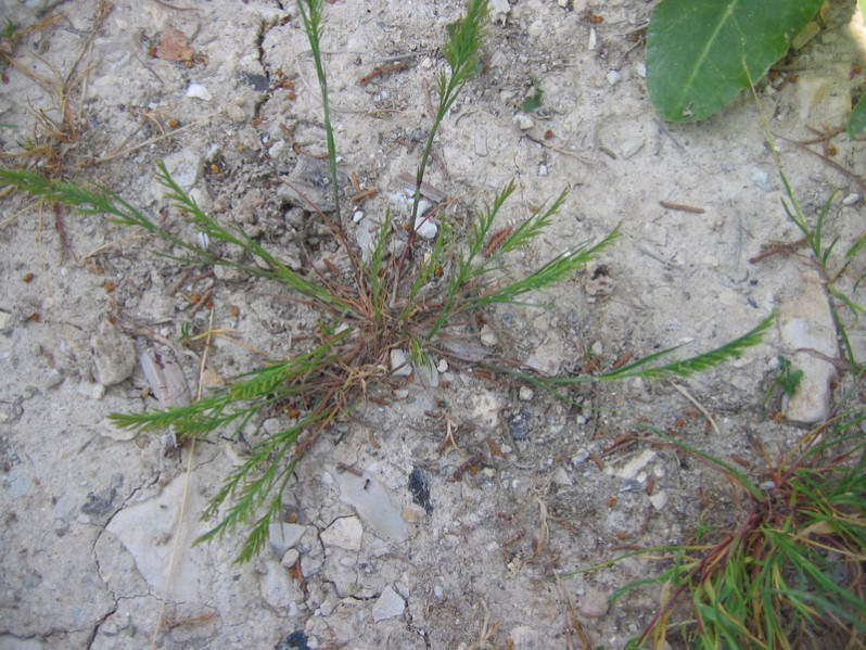 Catapodium marinum (L.) C.E.Hubb., 1955