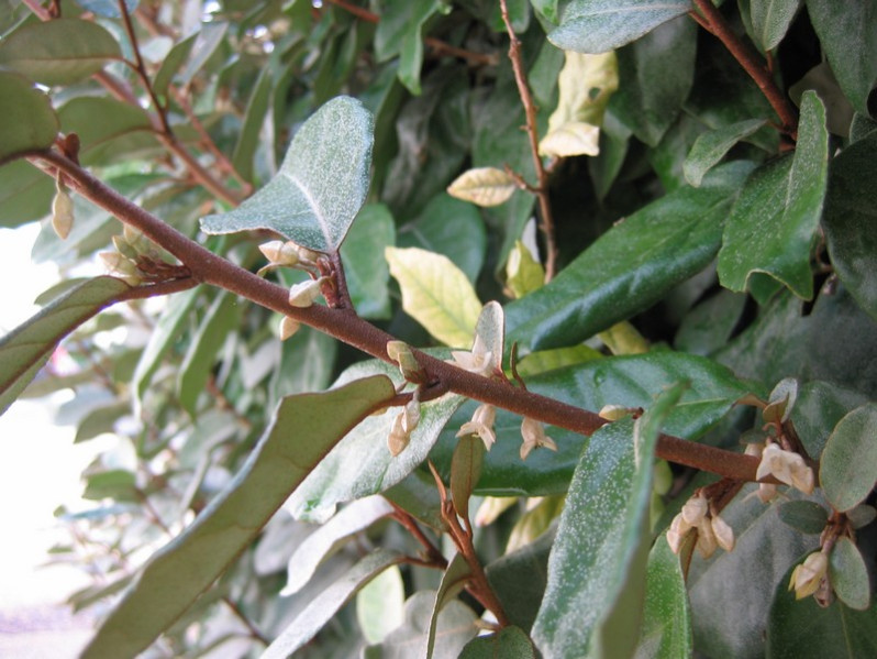 Elaeagnus x submacrophylla Servett.