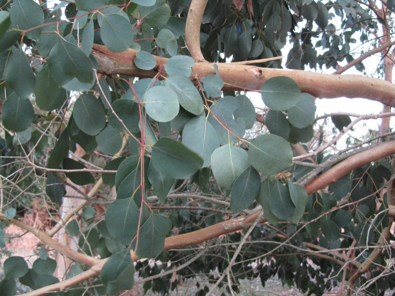 Eucalyptus niphophila Maiden & Blakely, 1929
