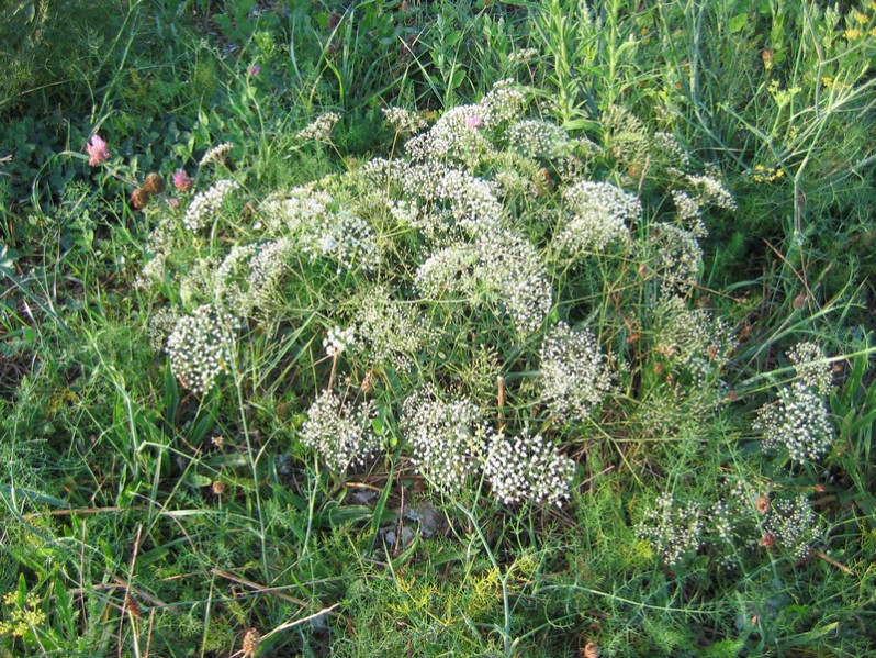 Falcaria vulgaris Bernh., 1800