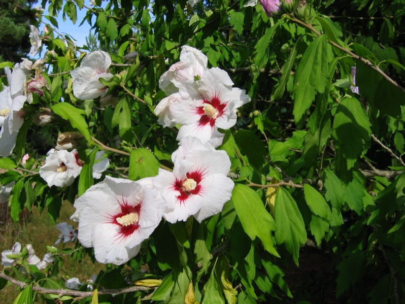 Hibiscus syriacus L., 1753