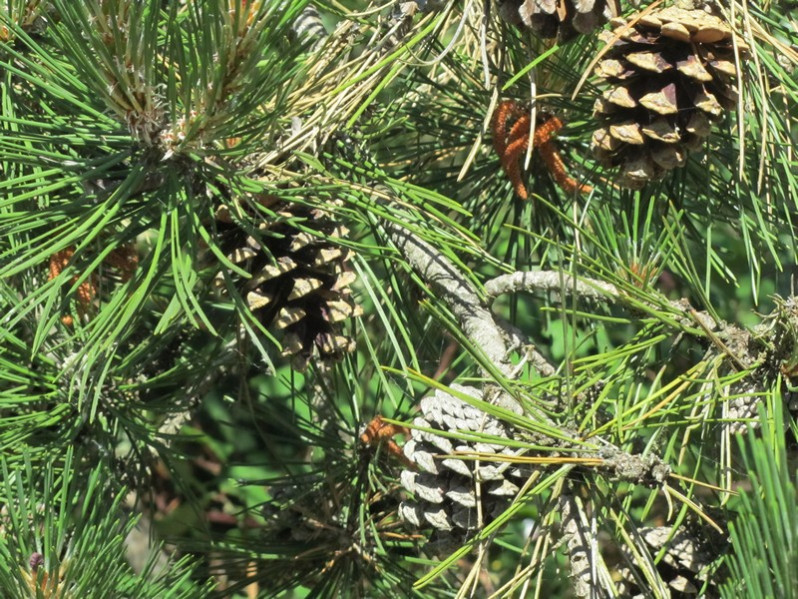 Pinus nigra subsp. laricio Palib. ex Maire, 1928