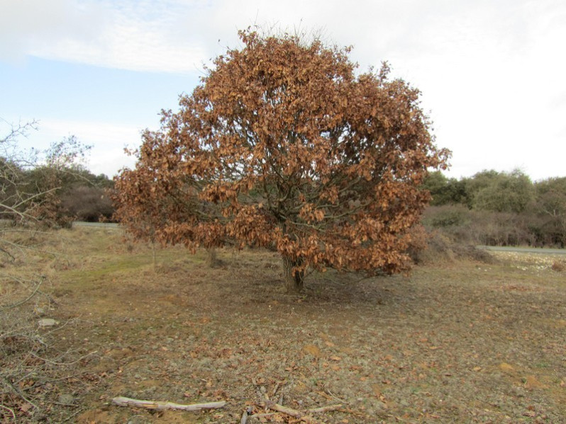 Quercus cerris L., 1753