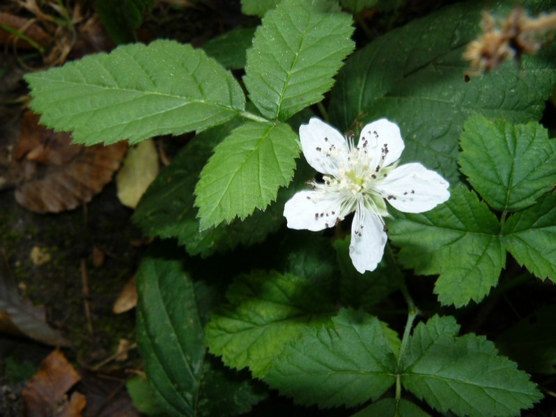 Rubus caesius L., 1753