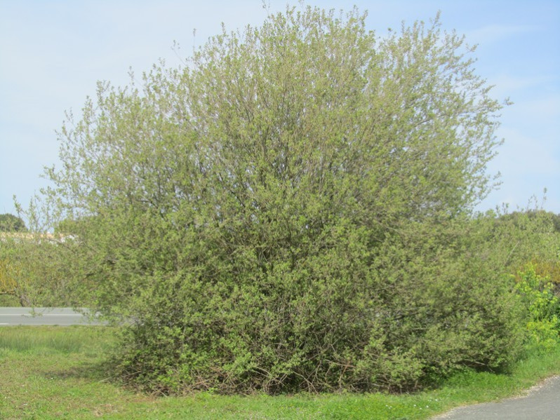 Salix atrocinerea Brot., 1804