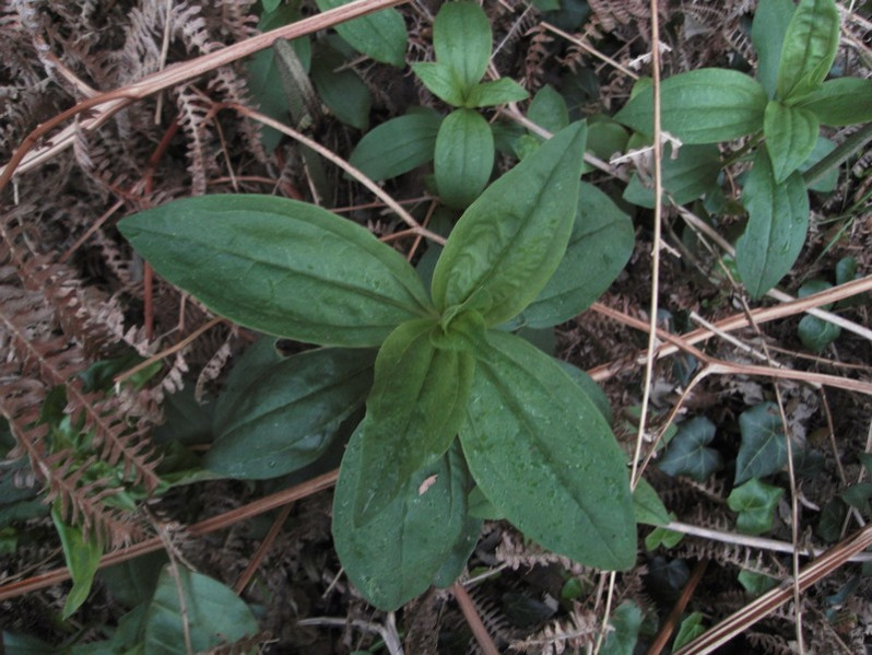 Saponaria officinalis L., 1753