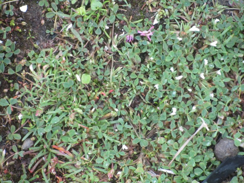 Trifolium ornithopodioides L., 1753