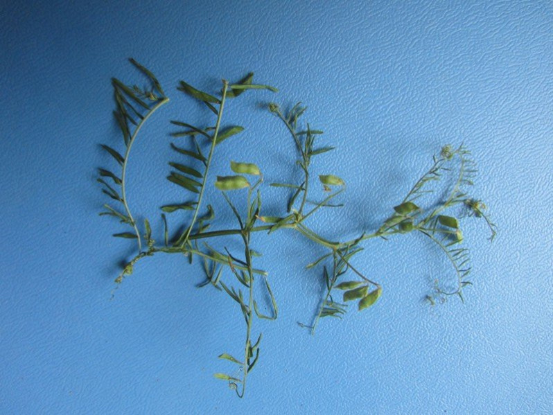 Ervilia hirsuta (L.) Opiz, 1852