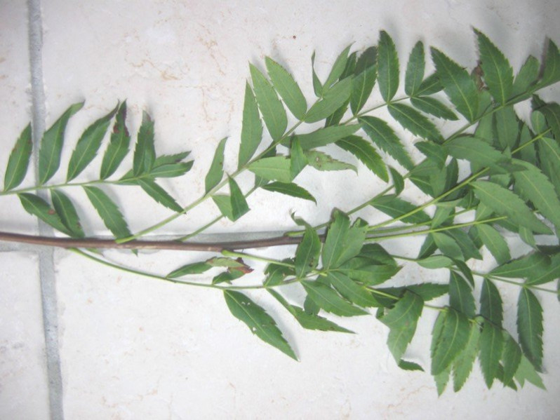 Xanthoceras sorbifolia