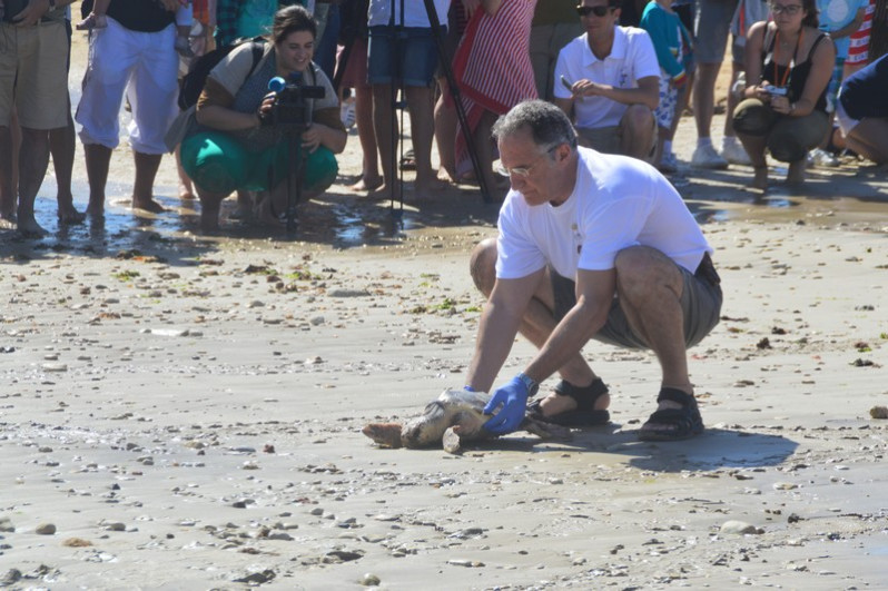 Tortue caouanne relâchée par Grégory Ziebacz