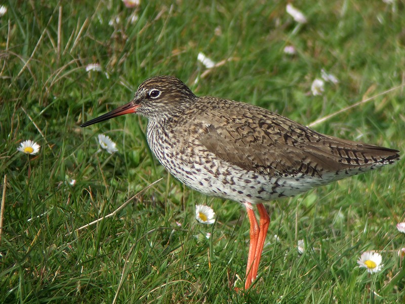 Tringa totanus adulte en plumage nuptial