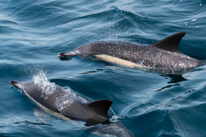 Delphinus delphis (Dauphin commun)