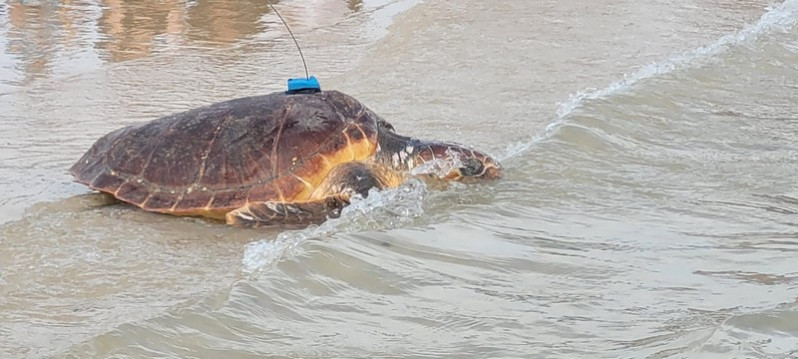 Lâché de tortues à Saint-Clément des baleines
