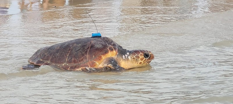 Lâché de tortues à Saint-Clément des baleines