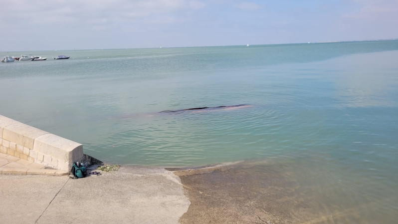 Une baleine boréale est venue mourir entre La Flotte et Rivedoux