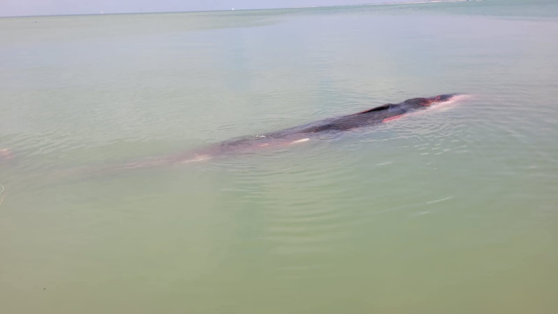 Une baleine boréale est venue mourir entre La Flotte et Rivedoux