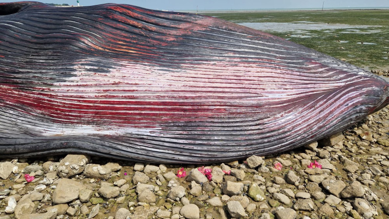 Une baleine boréale est venue mourir entre La Flotte et Rivedoux