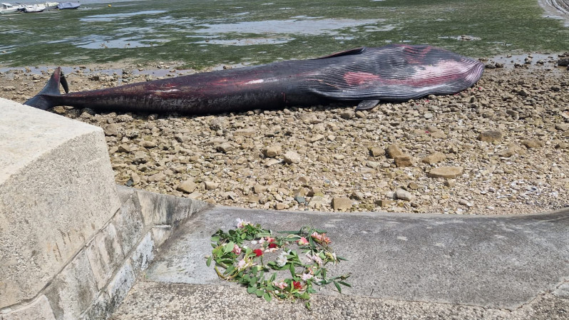 Une baleine boréale est venue mourir entre La Flotte et Rivedoux