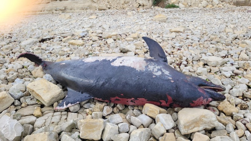 Grand dauphin retrouvé mort à La Flotte