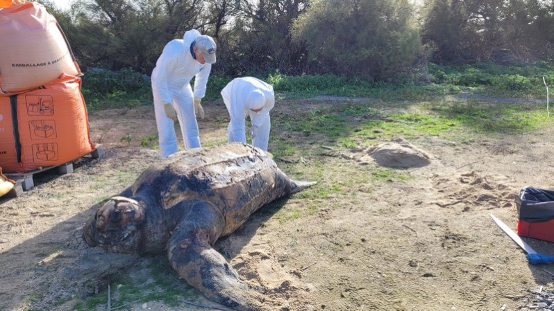 Une tortue marine de 350 kg échouée à La Couarde
