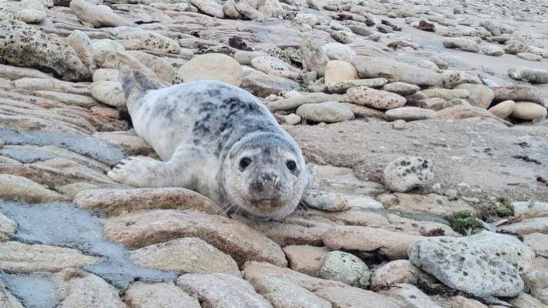Second phoque découvert sur l'estran rétais