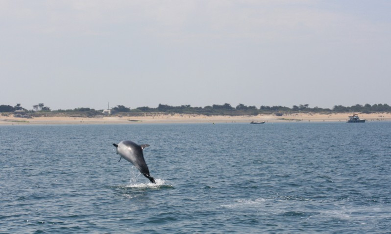 Dauphins dans les pertuis