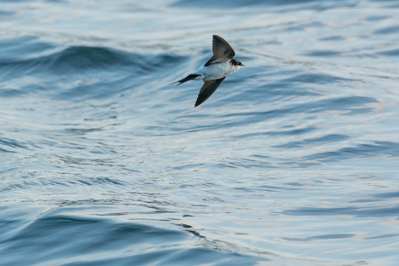 Delichon urbicum