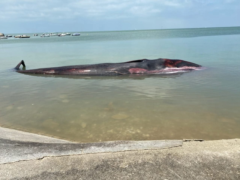 Une baleine boréale est venue mourir entre La Flotte et Rivedoux