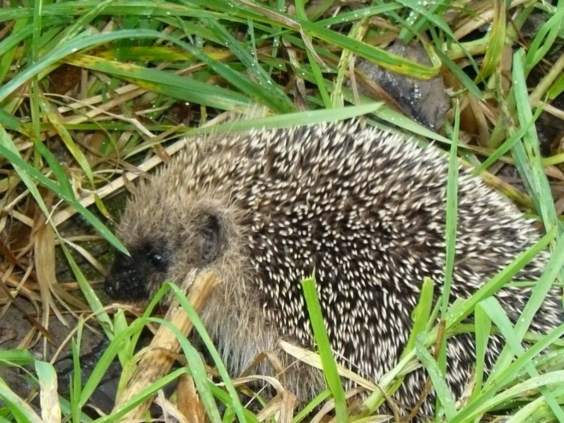 Erinaceus europaeus Linnaeus, 1758
