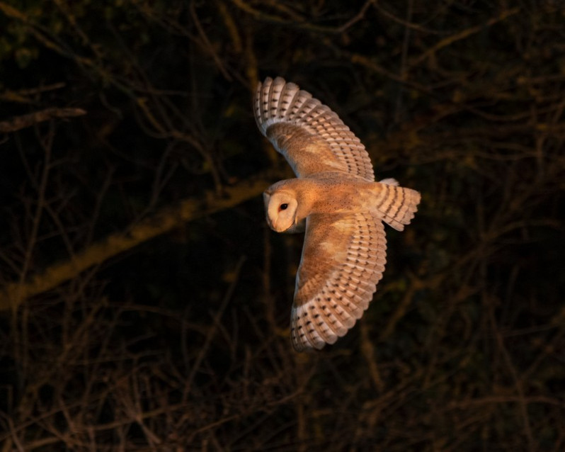 En vol, les ailes ne produisent aucun son