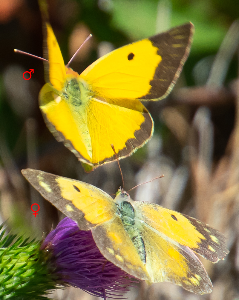 Colias crocea (Geoffroy in Fourcroy, 1785)