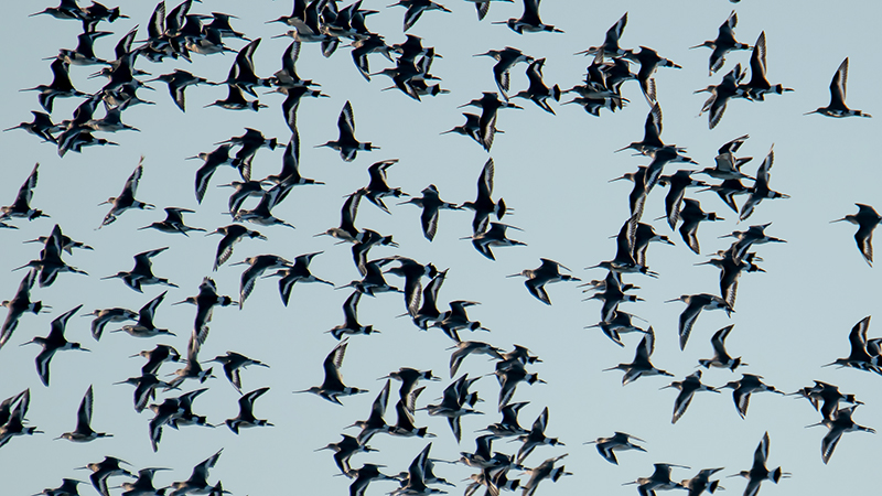 Limosa limosa (Barge à queue noire)