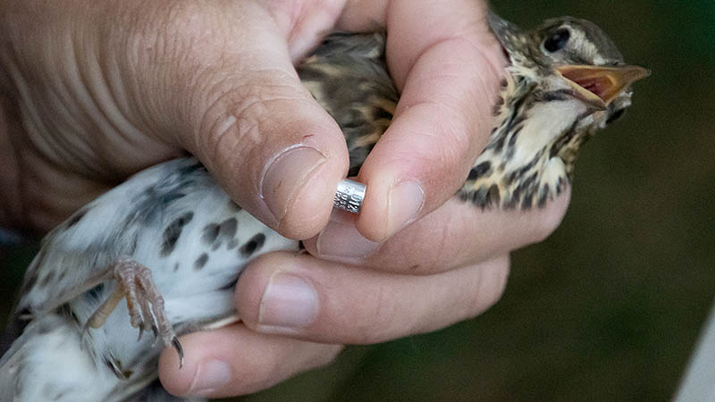 Turdus philomelos (Grive musicienne)