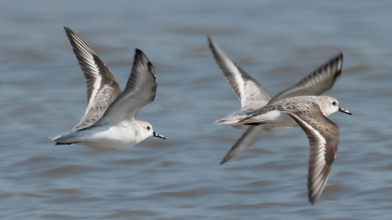 Calidris alba (Bécasseau sanderling)
