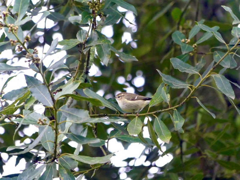 Phylloscopus humei