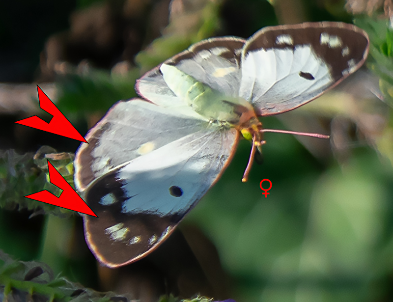 Colias crocea "helice"