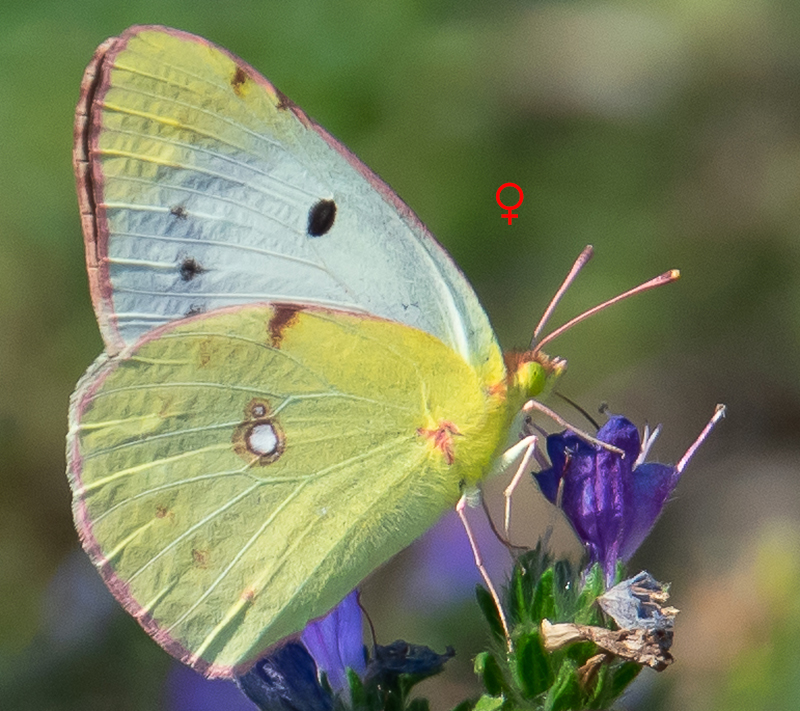 Colias crocea "helice"