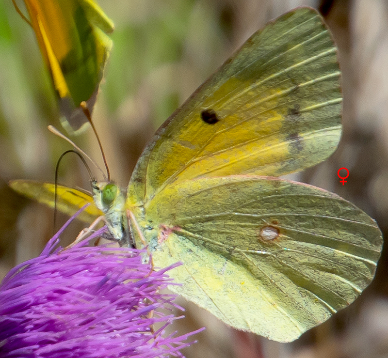 Colias crocea (Geoffroy in Fourcroy, 1785)