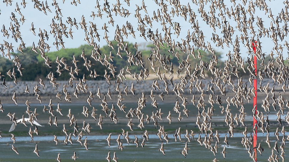 Limosa limosa (Barge à queue noire)